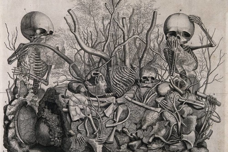 Анатомический атлас. XVIII век. Иллюстрация: wellcomeimages.com
