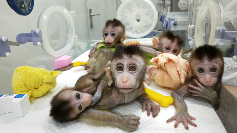 Пять клонированных макак-резусов. Фото: Chinese Academy of Sciences / Reuters