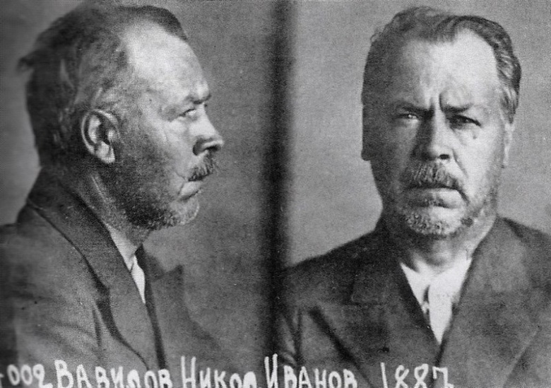 Николай Иванович Вавилов 1887–1943), фотография из следственного дела. Фабрикация дела против Вавилова началась еще с 1931 года; ученый был арестован в 1940 году по ложному доносу, обвинен во вредительстве и связях с "контрреволюционными группировками" и приговорен к расстрелу, который впоследствии был заменён 20-летним сроком.