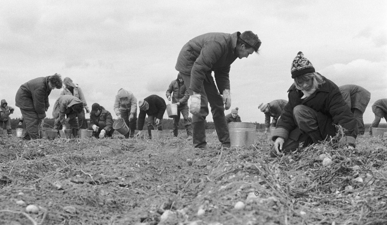 Студенты факультета журналистики на уборке картошки, 1986 год.