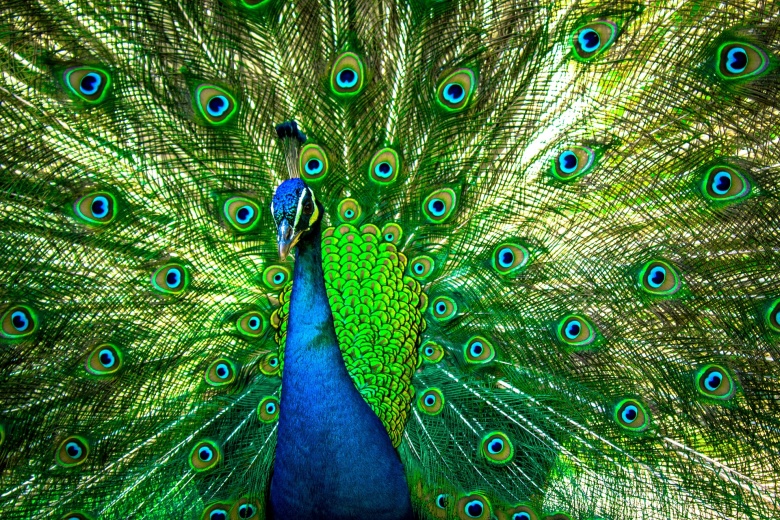 Фото: pixabay.com