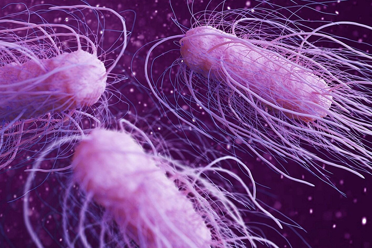 Salmonella Typhimurium