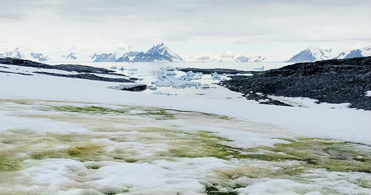 Снег, покрытый зелеными водорослями. Остров Анкоридж. Фото: nature.com