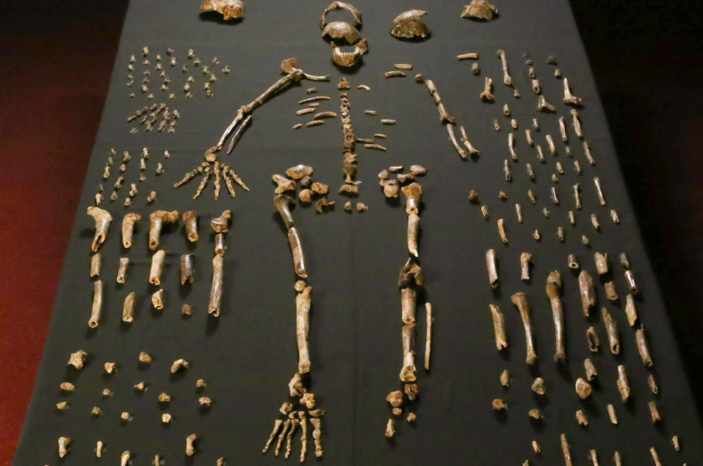 Homo naledi. Фото: Lee Roger Berger research team