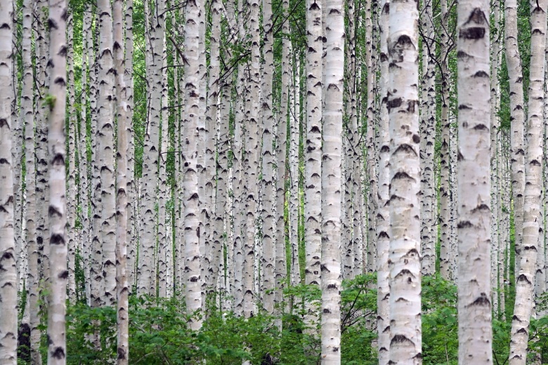 Фото: pixabay.com