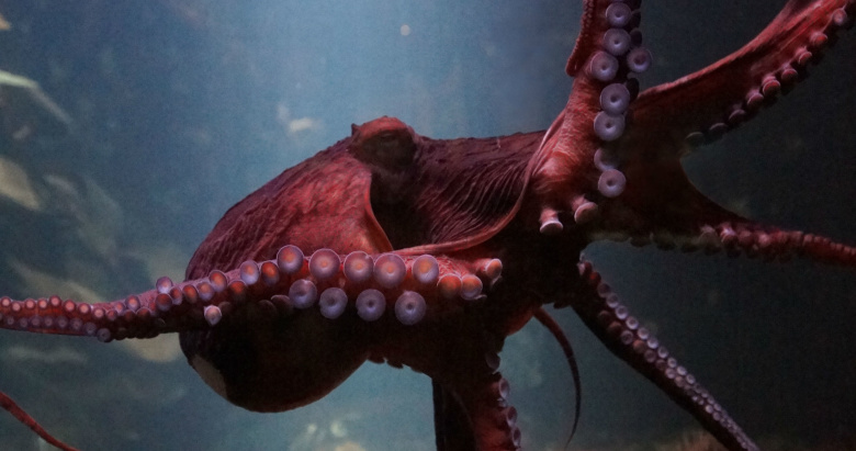 Фото: pixabay.com