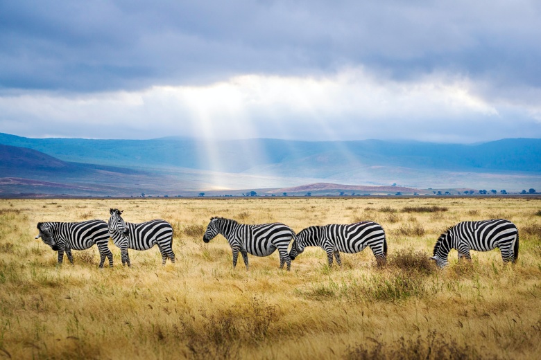 Кратер Нгоронгоро, Танзания. Фото: Unsplash.com
