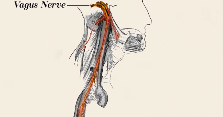 Vagus Nerve. Иллюстрация: The art of living / youtube.com